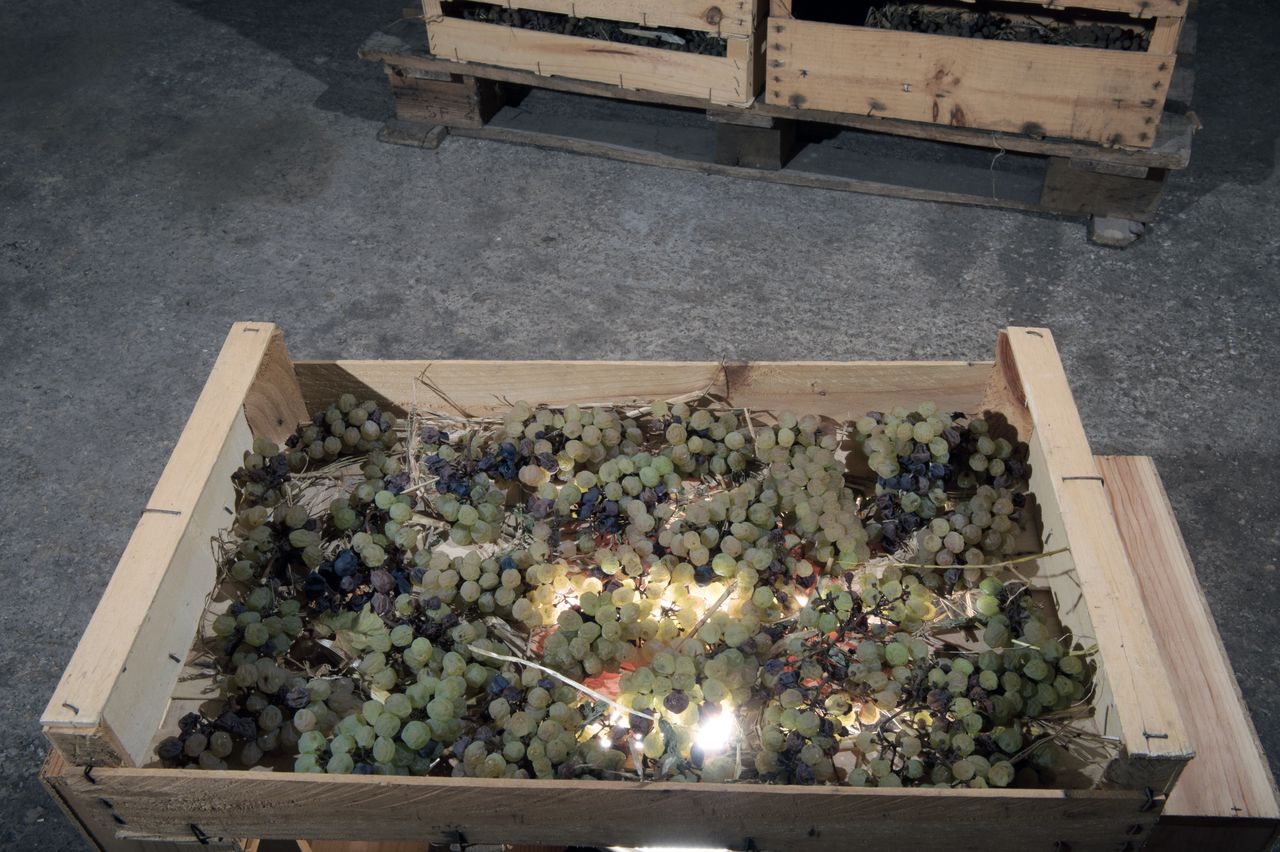 Vignoble Technique Vin de paille VDP-0034